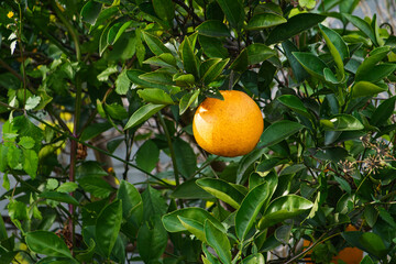 Large, brightly colored oranges on trees.