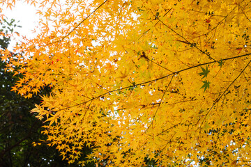 Autumn Fall forest orange leaves background maple trees