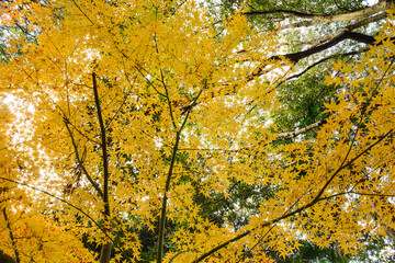 Autumn Fall forest orange leaves background maple trees