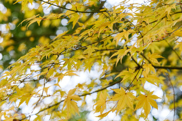 Autumn Fall forest orange leaves background maple trees