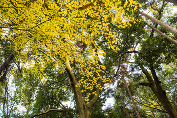 Autumn Fall forest orange leaves background maple trees