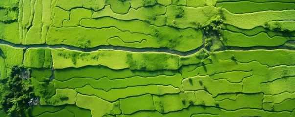 Fototapeten aerial view of a vast and lush rice field © xartproduction