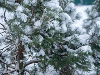 Closeup pine branches covered with hoarfrost