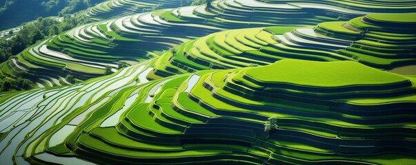 aerial view of a vast and lush rice field - obrazy, fototapety, plakaty