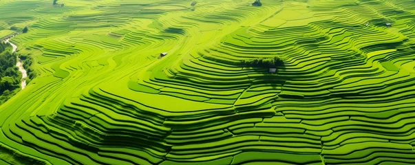 Zelfklevend Fotobehang aerial view of a vast and lush rice field © xartproduction