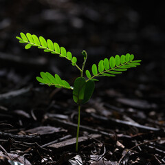 Fresh green leaves nature background
