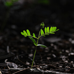 Small green  tree sprout closeup