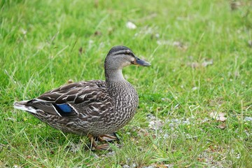 Mallard Duck