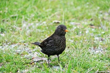 blackbird on the grass