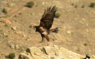 Aguila real en la sierra abulense en Otoño