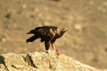 Aguila real en la sierra abulense en Otoño