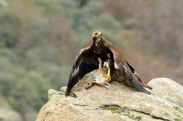 Aguila real en la sierra abulense en Otoño