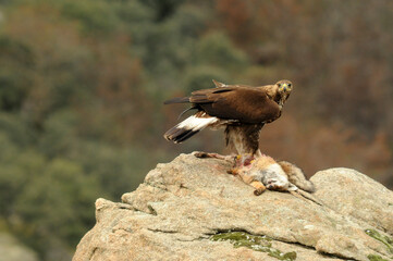 Aguila real en la sierra abulense en Otoño