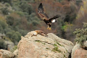 Aguila real en la sierra abulense en Otoño