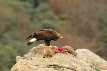Aguila real en la sierra abulense en Otoño