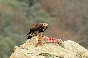 Aguila real en la sierra abulense en Otoño