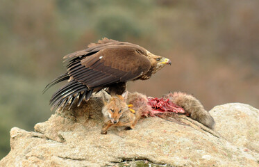 Aguila real en la sierra abulense en Otoño