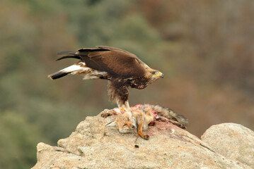 Aguila real en la sierra abulense en Otoño