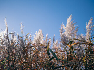 青空とススキの穂