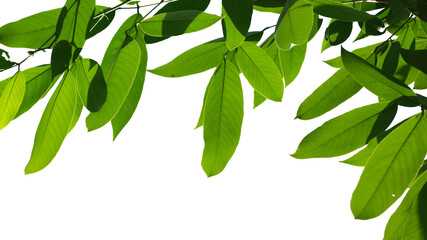 Green leave isolated on white background