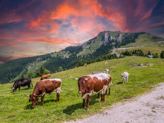 Cows graze on a mountain pasture