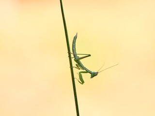 small green mantis on the stem of a plant. Ameles picteti