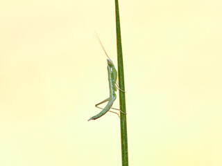small green mantis on the stem of a plant. Ameles picteti