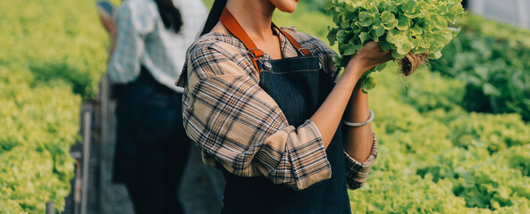 farmer cultivate healthy nutrition organic salad vegetables in hydroponic agribusiness farm..