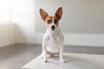 Terrier sits on vet clinic table