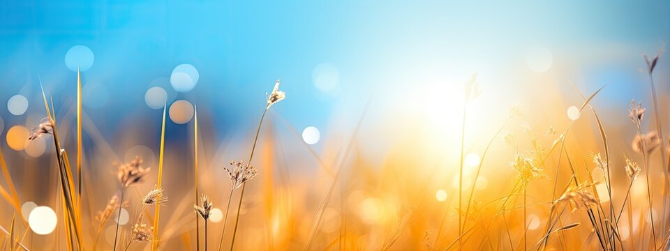 Sunlight falling onto a grain field. Defocused effect.