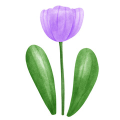 garden tulips