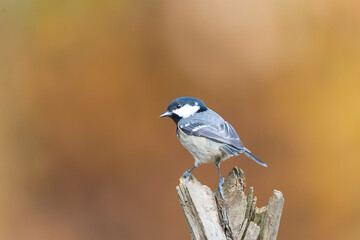 Coal Tit, Parus caereleus