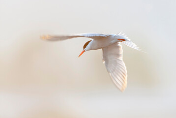 Common Tern, Sterna hirundo