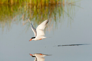 Common Tern, Sterna hirundo