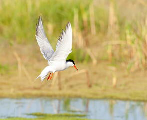 Common Tern, Sterna hirundo