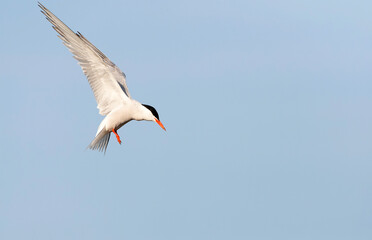 Common Tern, Sterna hirundo
