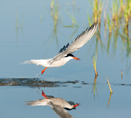 Common Tern, Sterna hirundo