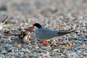 Common Tern, Sterna hirundo