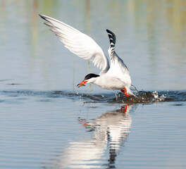Common Tern, Sterna hirundo