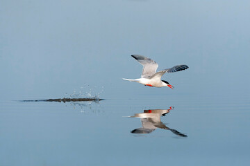 Common Tern, Sterna hirundo