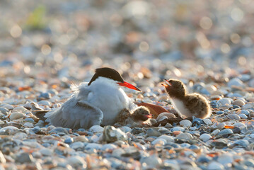 Common Tern, Sterna hirundo