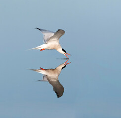 Common Tern, Sterna hirundo