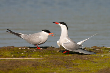 Fototapeta na wymiar Common Tern, Sterna hirundo