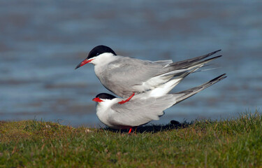 Common Tern, Sterna hirundo