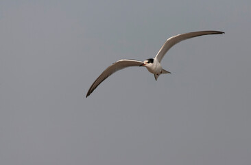 Common Tern, Sterna hirundo hirundo