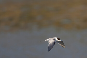 Common Tern, Sterna hirundo hirundo