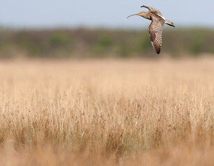 Eurasian Curlew, Numenius arquata