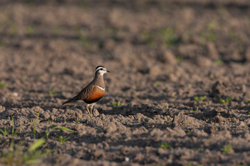Eurasian Dotterel, Charadrius morinellus