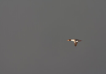 Goosander, Mergus merganser