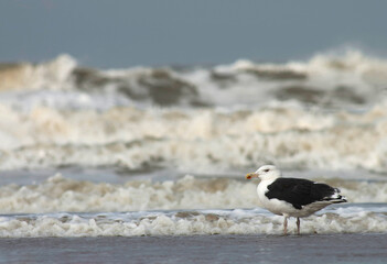 Great Black-backed Gull, Larus marinus